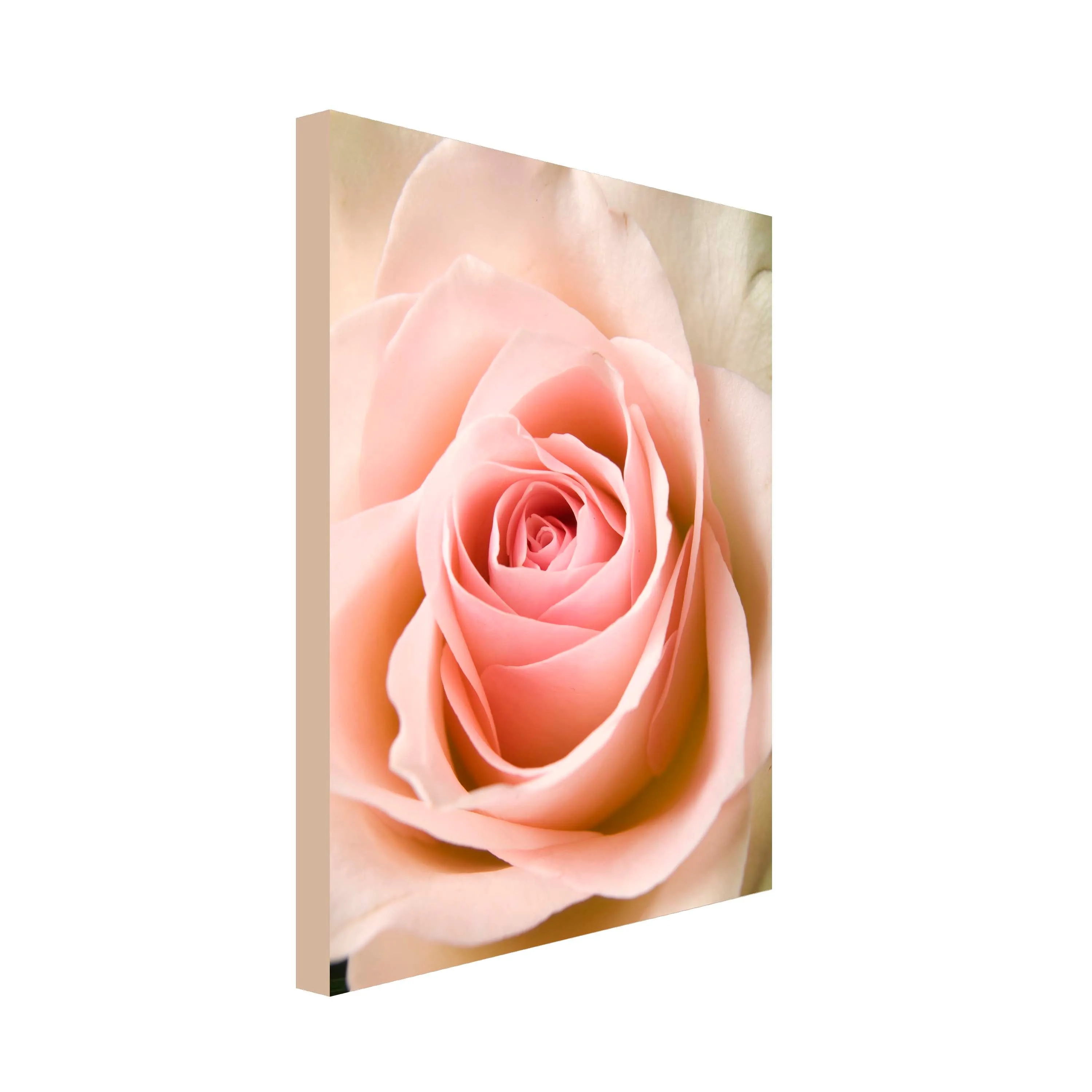 Peach Rose in Bloom Art Canvas